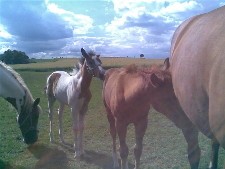 Pinto Jasmin - Jasmin er glad for sin ven billede 5