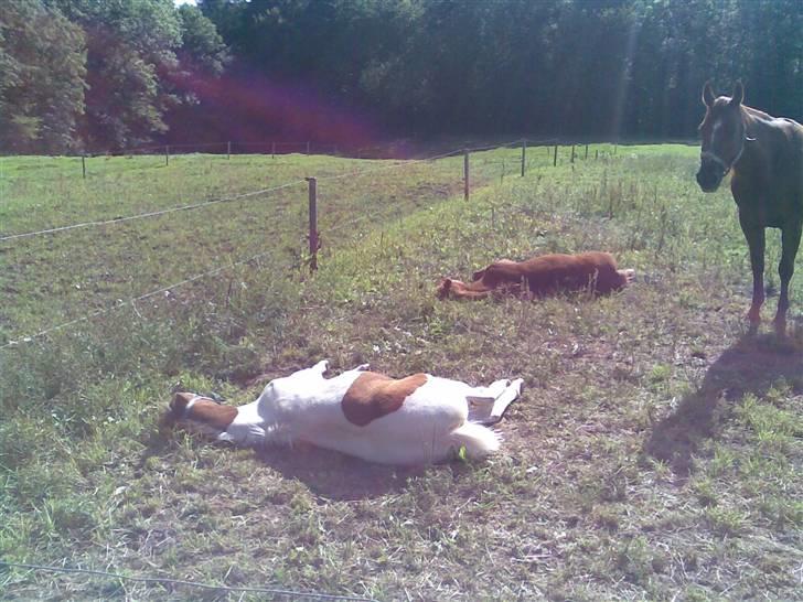 Pinto Jasmin - Får sig lige en lille lur, i varmen billede 6