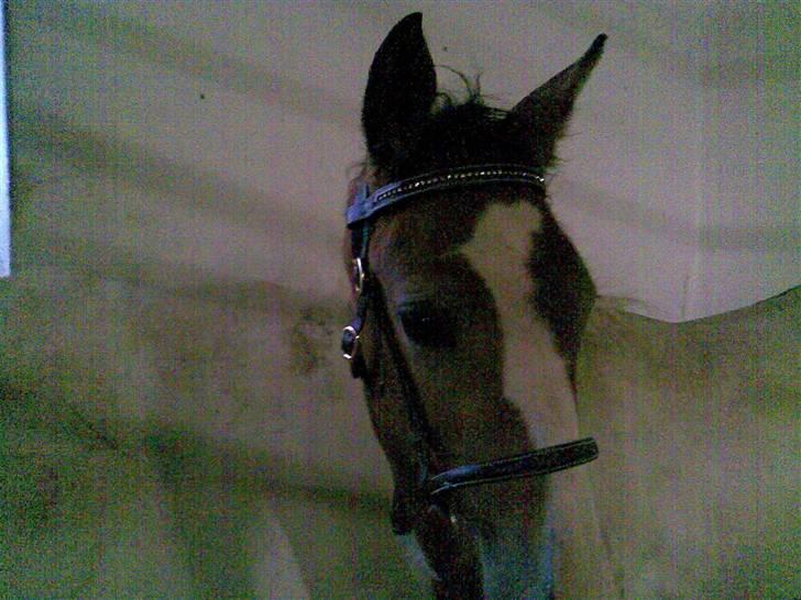 Pinto Jasmin - Et par dage inden føl bedømmelsen, i Hedensted i september. billede 7