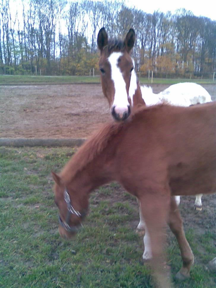 Pinto Jasmin - Hvor de hygger sig. billede 8