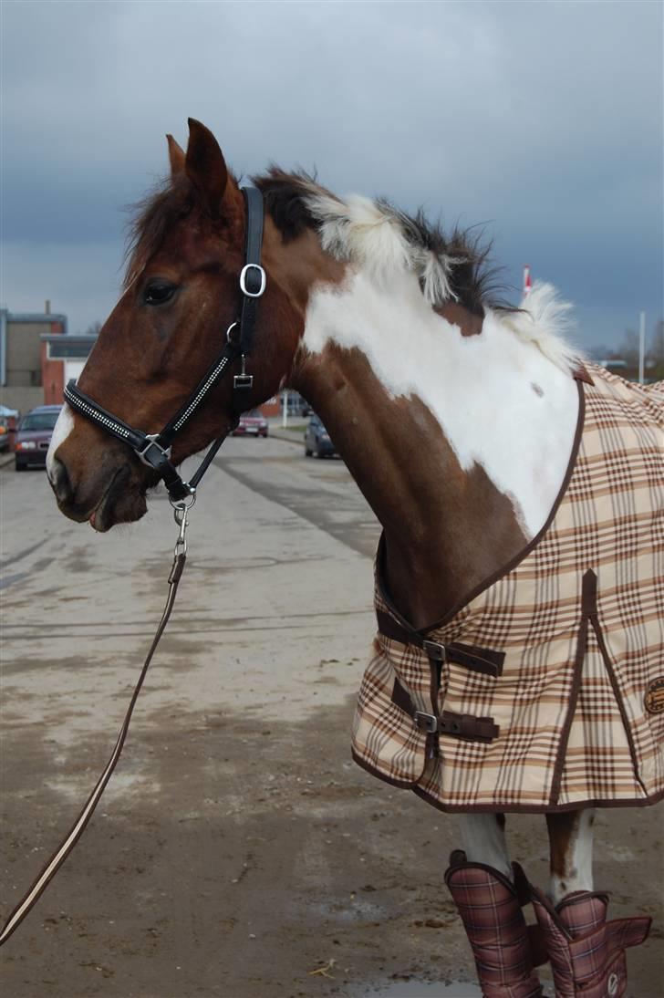 Pinto Selina - Stævne i Tjæreborg 2009. billede 8