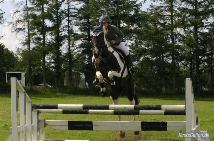 Pinto Selina billede 9