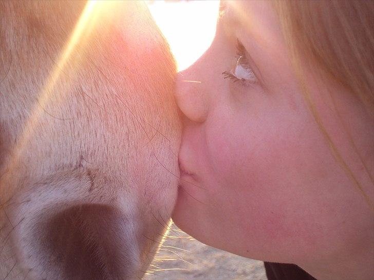 Fjordhest Aron - Elsker det billede<3<3<3 billede 14