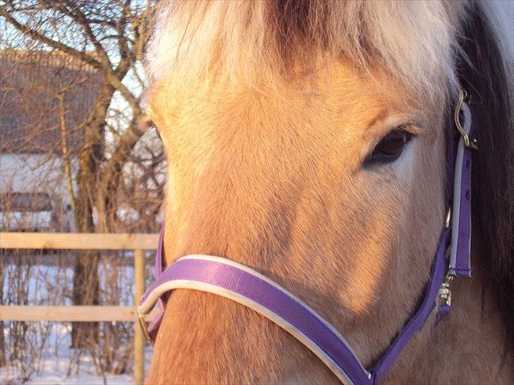 Fjordhest Aron - Aron og Camilla træner galop...... Men er ikke eninge om tempoet.. billede 15