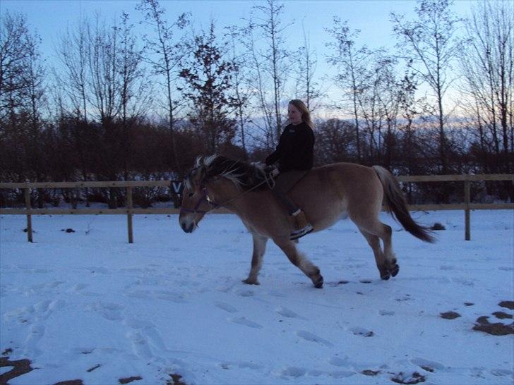 Fjordhest Aron - Haha:p ligner at Aron vælder:p ;in prins<3 billede 19