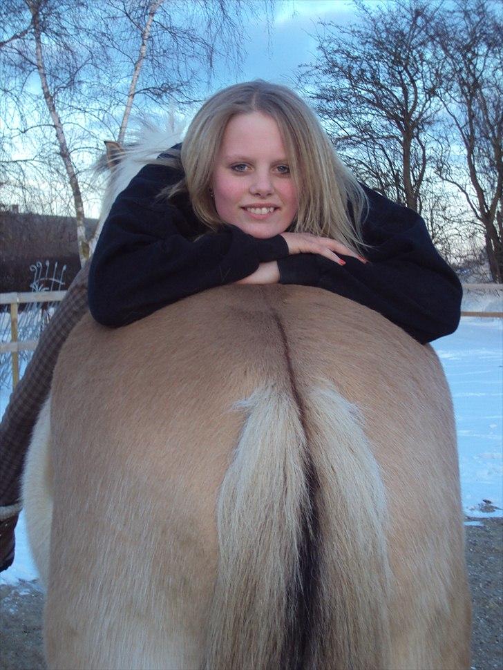 Fjordhest Aron - haha dejlig bred nummer og slappe af på:p<3 billede 20