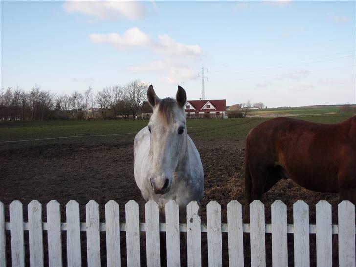 Anden særlig race Casey billede 3