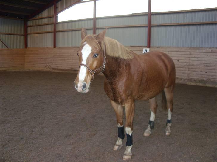 Palomino Fortunens Starlight billede 2
