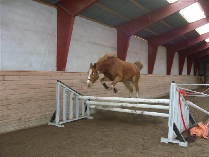 Palomino Fortunens Starlight billede 3