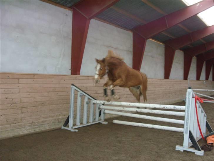 Palomino Fortunens Starlight billede 4