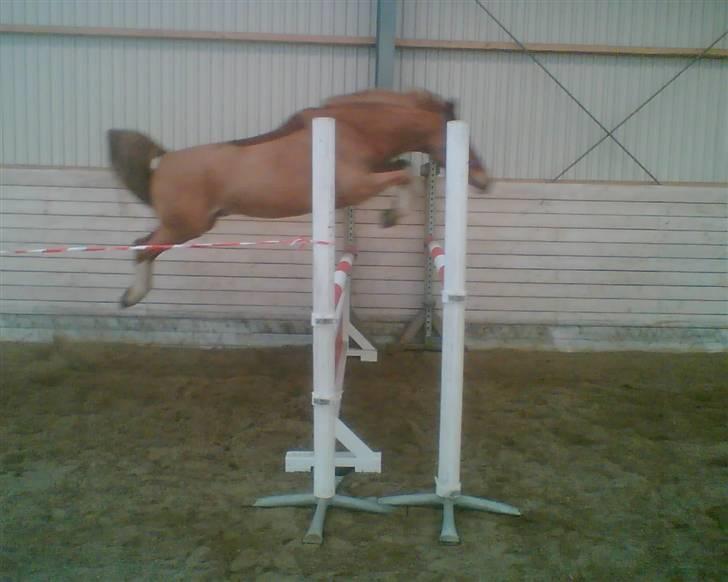 Palomino Fortunens Starlight billede 5
