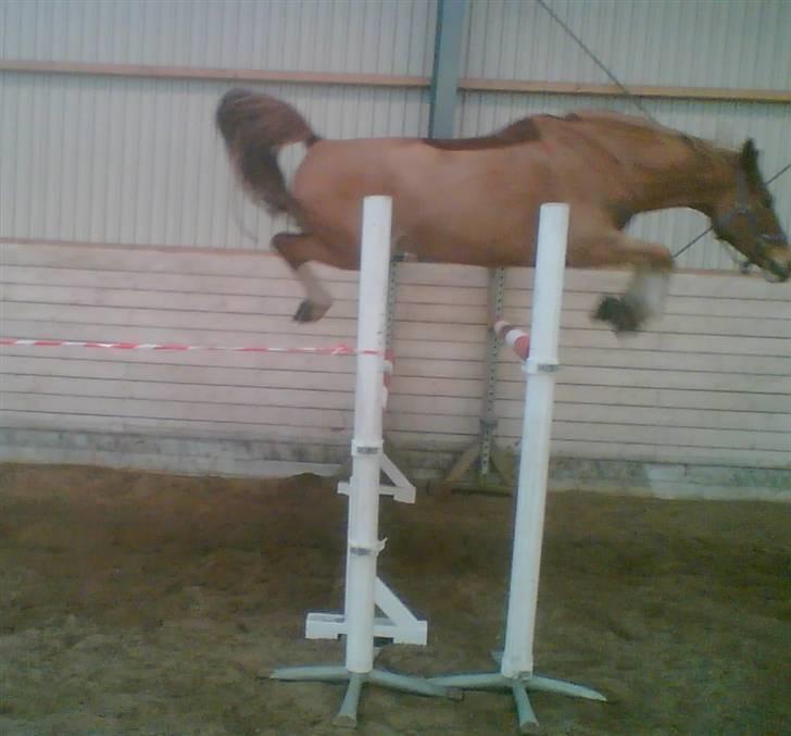 Palomino Fortunens Starlight billede 6