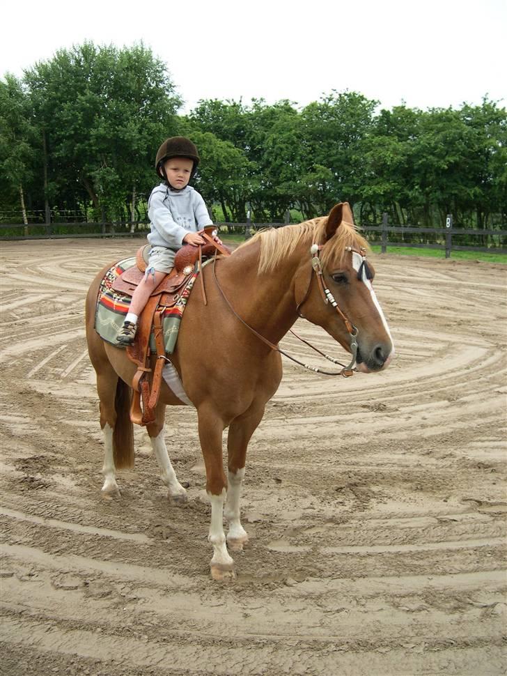 Palomino Fortunens Starlight billede 8