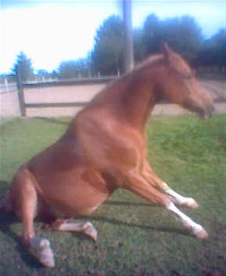 Palomino Fortunens Starlight billede 12