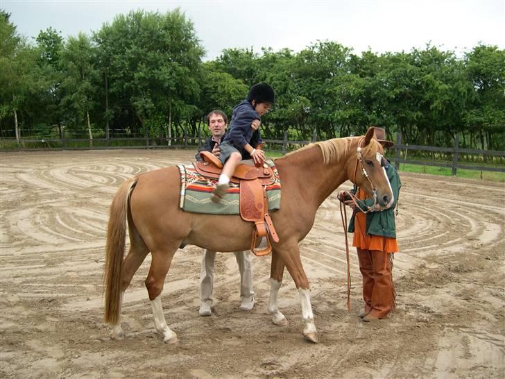 Palomino Fortunens Starlight billede 13