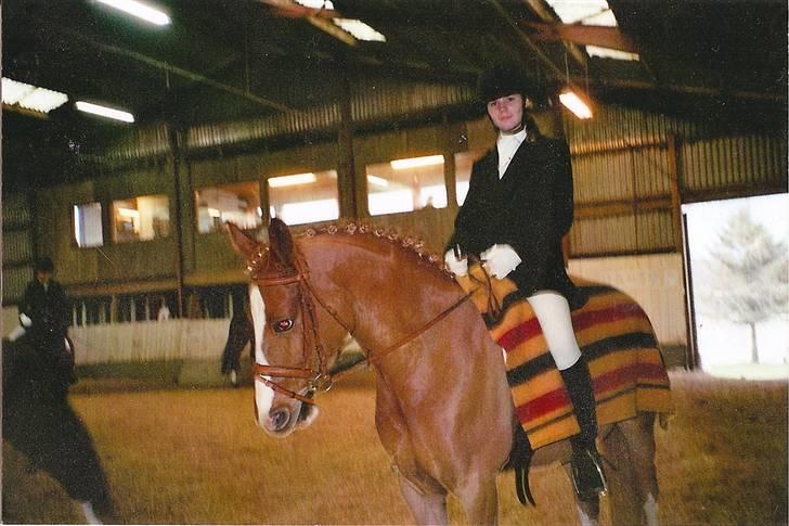 Palomino Fortunens Starlight billede 14