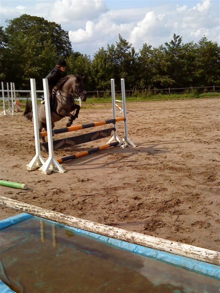Konik Polski Charlie Am Tess ¤R.I.P¤ - Sammen springer vi til tops ;-D billede 5