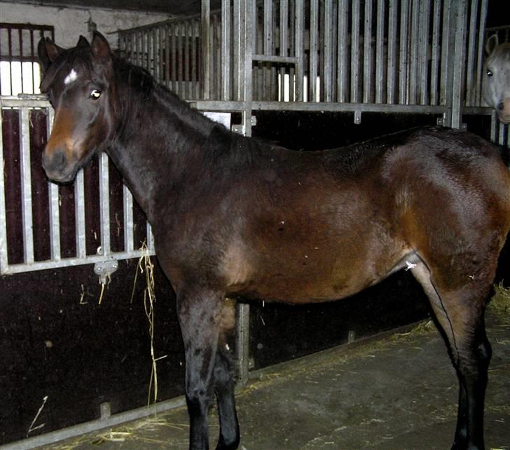 Welsh Pony (sec B) Bjerregaards Katja billede 4