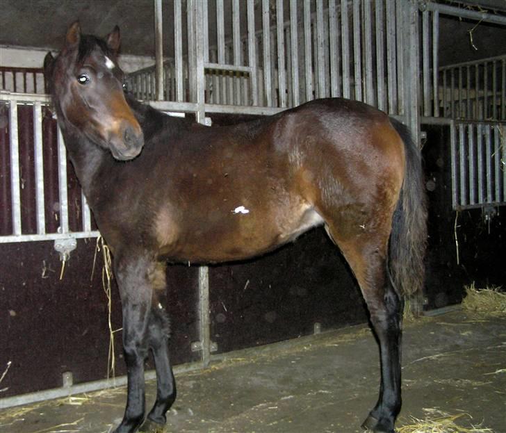 Welsh Pony (sec B) Bjerregaards Katja billede 5