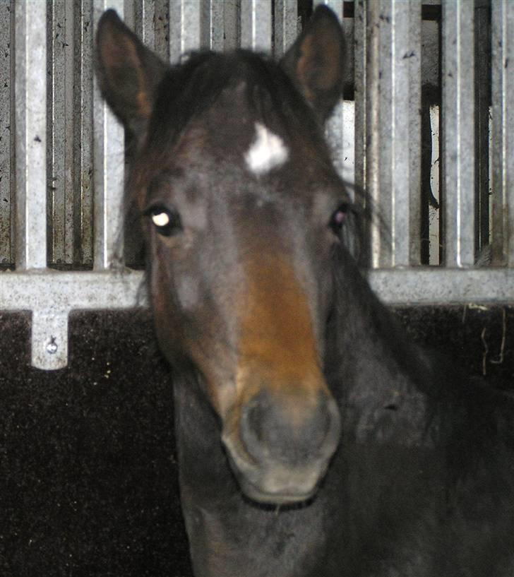 Welsh Pony (sec B) Bjerregaards Katja billede 6