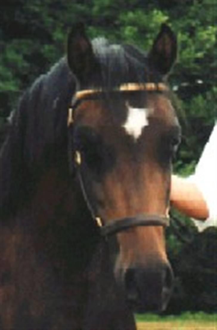 Welsh Pony (sec B) Bjerregaards Katja - det her er af bjerregaards Evita, som er katjas mor :´D billede 8