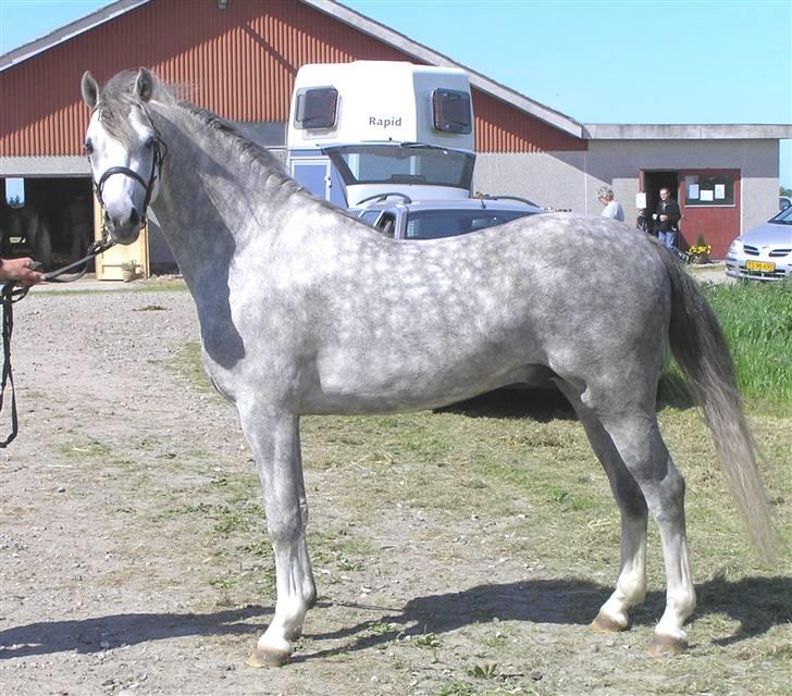 Welsh Pony (sec B) Bjerregaards Katja - Her ses Katjas far :) billede 9