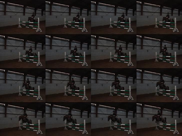 New Forest pinocchio   - nogle spring billeder af den dejlige dreng hvor han springer 90- 1oo cm ´ inden han begyndte at ikk ville springe mere :´D men er kommer igang igen we . billede 15