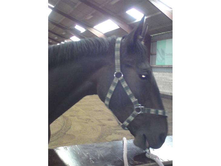 {{currentPhoto.altText}} billede {{currentPhoto.number}}