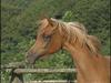 Arabisk fuldblod (OX) Malica´s Lou Lou - SOLGT
