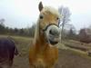 Haflinger Adios [Tidl. hest]