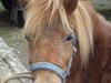 Shetlænder Alberte [Tidl. hest]