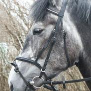 Anden særlig race Zindy