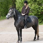 Anden særlig race Zindy