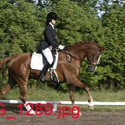 Dansk Varmblod Corioso Lerhøj