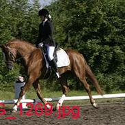 Dansk Varmblod Corioso Lerhøj