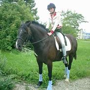 Welsh Pony (sec B) Hamlet