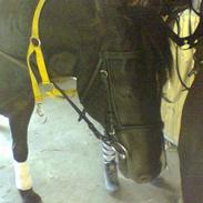 Welsh Pony (sec B) Hamlet