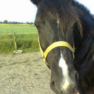 Welsh Pony (sec B) Hamlet