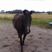 Welsh Pony (sec B) Hamlet