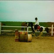 Welsh Mountain (sec A) Little Lady (Pletten)