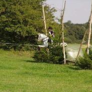 Welsh Pony af Cob-type (sec C) Lyngvejens Ero