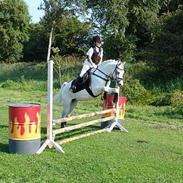 Welsh Pony af Cob-type (sec C) Lyngvejens Ero