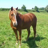 Anden særlig race Ejendoms Baloo SOLGT