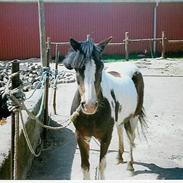 Welsh Mountain (sec A) Little Lady (Pletten)