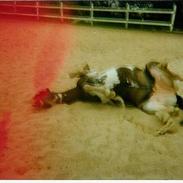 Welsh Mountain (sec A) Little Lady (Pletten)