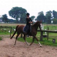 Dansk Varmblod Heslegårds SexyRose Solgt