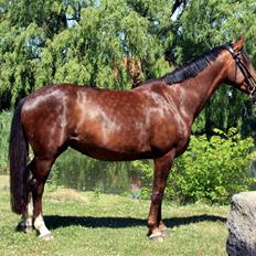 Dansk Varmblod Winzerkind 