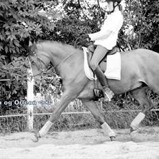 Tysk Sportspony Orleon( B-pony)<3Solgt:'(