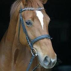 Dansk Varmblod Andina Solvang *SOLGT*