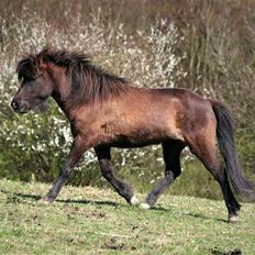 Islænder Björk fra Ll. Stokkebjerg